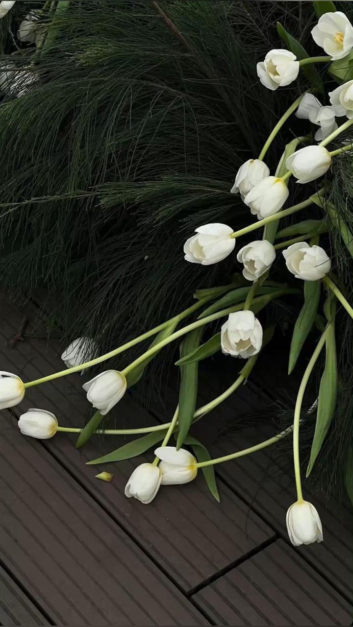 Hoa tulip trắng đại diện cho một tình yêu thuần khiết, niềm tin hạnh phúc và sự thứ tha.